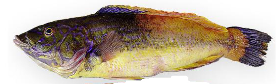 Labrus mixtus_00005